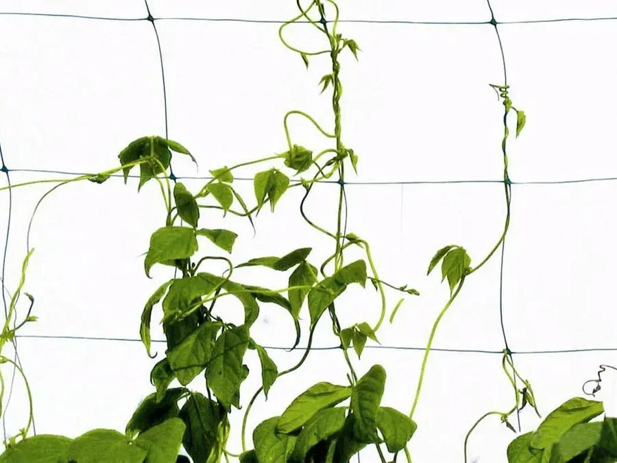 siatka-do-roslin-pnacych-2x10m-stan-nowy