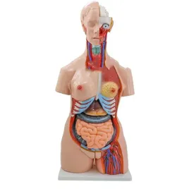 obuplciowy-model-ciala-85-cm-3d-3804-medyczny-eu