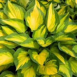 funkia-orange-marmolade-piekna-kolorowa-odmiana