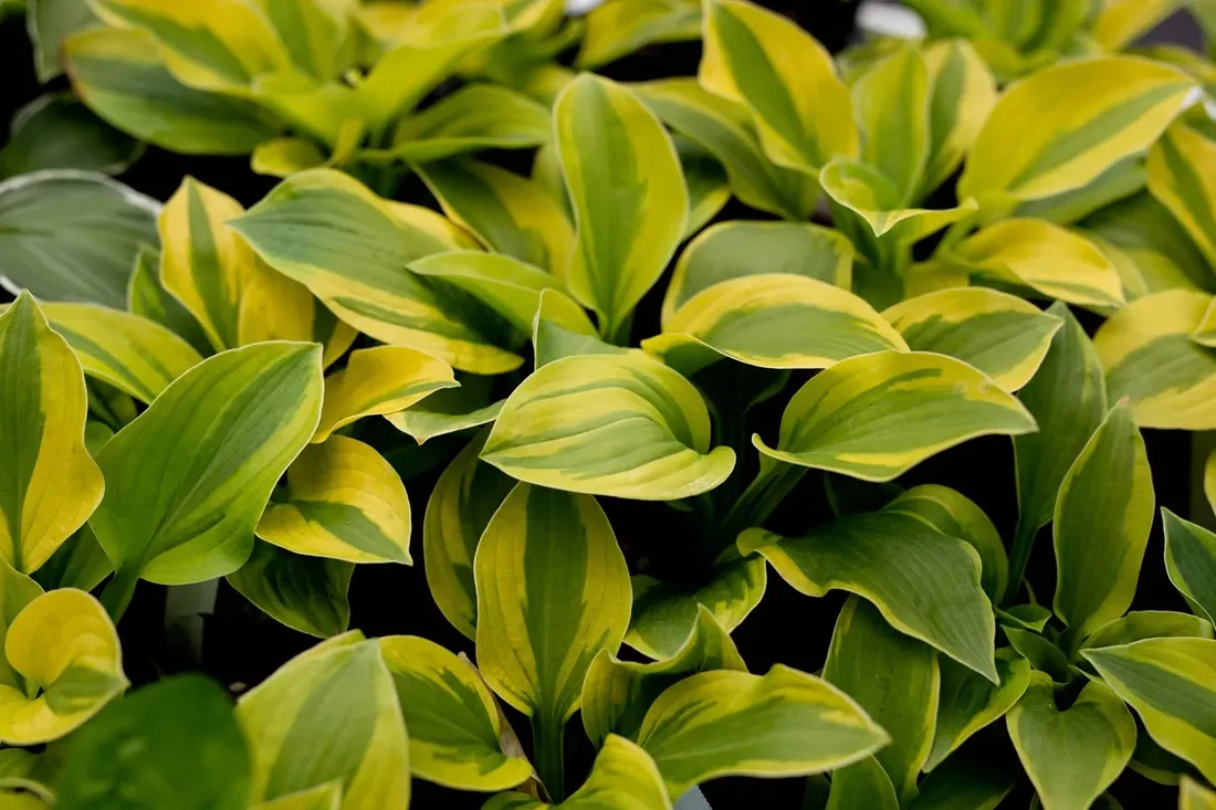 funkia-hosta-moon-split-do-ogrodu-i-wokol-oczka