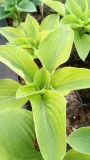 funkia-hosta-moon-split-do-ogrodu-i-wokol-oczka-rodzaj-rosliny-inny