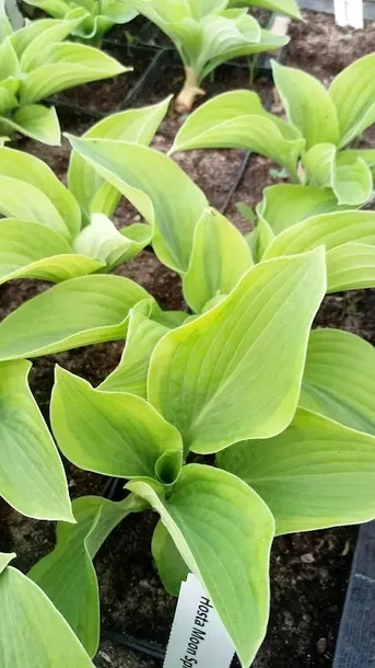 funkia-hosta-moon-split-do-ogrodu-i-wokol-oczka-kolor-kwiatow-inny-kolor
