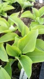 funkia-hosta-moon-split-do-ogrodu-i-wokol-oczka-kolor-kwiatow-inny-kolor