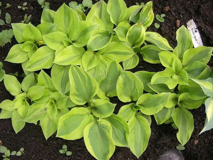 funkia-hosta-moon-split-do-ogrodu-i-wokol-oczka-roslina-w-postaci-sadzonka-z-golym-korzeniem
