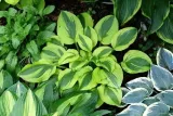 funkia-hosta-moon-split-do-ogrodu-i-wokol-oczka-kod-producenta-wodne-rosliny