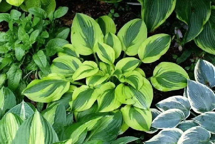 funkia-hosta-moon-split-do-ogrodu-i-wokol-oczka-rodzaj-rosliny-inny