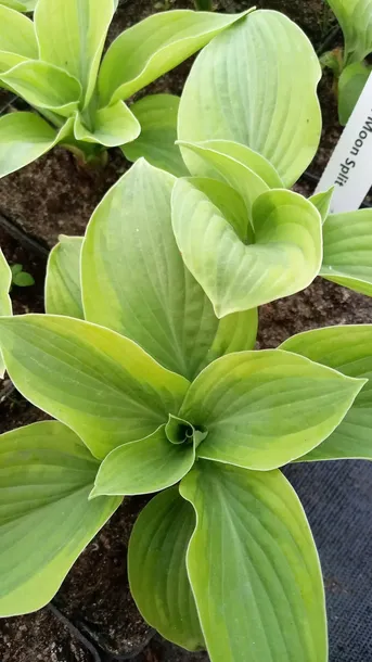 funkia-hosta-moon-split-do-ogrodu-i-wokol-oczka-producent-perfekt-klik-sylwia-grzelak-wodne-rosliny