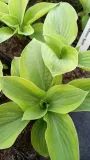 funkia-hosta-moon-split-do-ogrodu-i-wokol-oczka-producent-perfekt-klik-sylwia-grzelak-wodne-rosliny