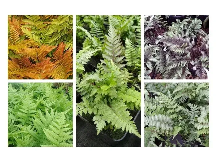 funkia-hosta-moon-split-do-ogrodu-i-wokol-oczka-rodzaj-rosliny-inny-roslina-w-postaci-sadzonka-z-golym-korzeniem