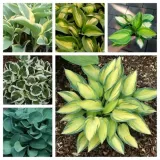 funkia-hosta-moon-split-do-ogrodu-i-wokol-oczka-rodzaj-rosliny-inny-kod-producenta-wodne-rosliny