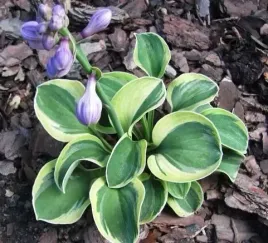 funkia-hosta-funny-mouse-miniaturowa-roslinka