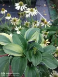 funkia-hosta-funny-mouse-miniaturowa-roslinka-rodzaj-rosliny-inny