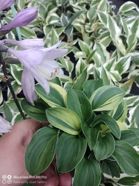 funkia-hosta-funny-mouse-miniaturowa-roslinka-kolor-kwiatow-inny-kolor