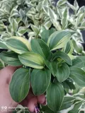 funkia-hosta-funny-mouse-miniaturowa-roslinka-roslina-w-postaci-sadzonka-z-golym-korzeniem