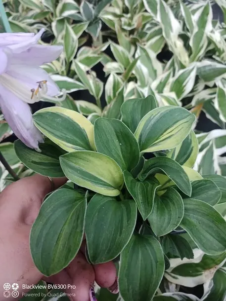 funkia-hosta-funny-mouse-miniaturowa-roslinka-kod-producenta-wodne-rosliny