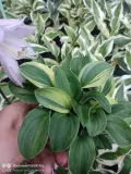 funkia-hosta-funny-mouse-miniaturowa-roslinka-kod-producenta-wodne-rosliny