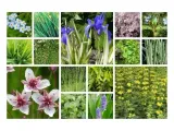 funkia-hosta-funny-mouse-miniaturowa-roslinka-nazwa-lacinska-hosta