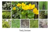 funkia-hosta-funny-mouse-miniaturowa-roslinka-rodzaj-rosliny-inny-kolor-kwiatow-inny-kolor