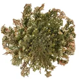 roza-jerychonska-produkt-wprowadzony-do-obrotu-na-terenie-ue-przed-13-12-2024-tak