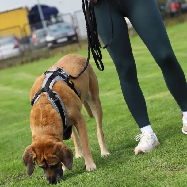 dingo-pas-spacerowy-z-amortyzatorem-material-material