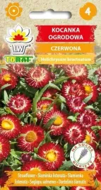 nasiona-kocanka-ogrodowa-czerwona-05g