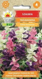 nasiona-szalwia-trojbarwna-05g