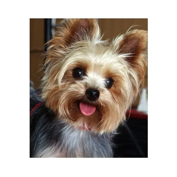 Diamond painting haft diamentowy - pies Yorkshire terrier (14240) 25x35 cm