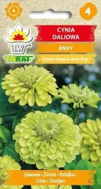 nasiona-cynia-daliowa-envy-1g