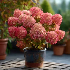 hortensja-bukietowa-petite-cherry-miniaturowa-sadzonki-unikalny-kolor