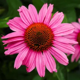 jezowka-purpurowa-pink-passion-sadzonki-echinacea-wysoka-rozowa-odmiana