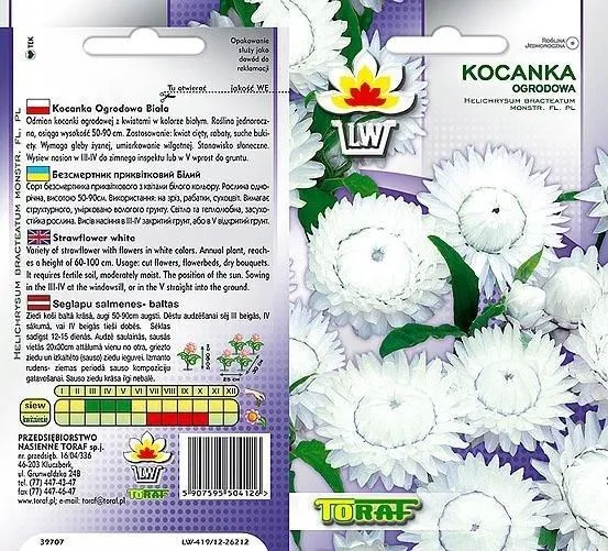 kocanka-biala-unikat-rodzaj-rosliny-inny