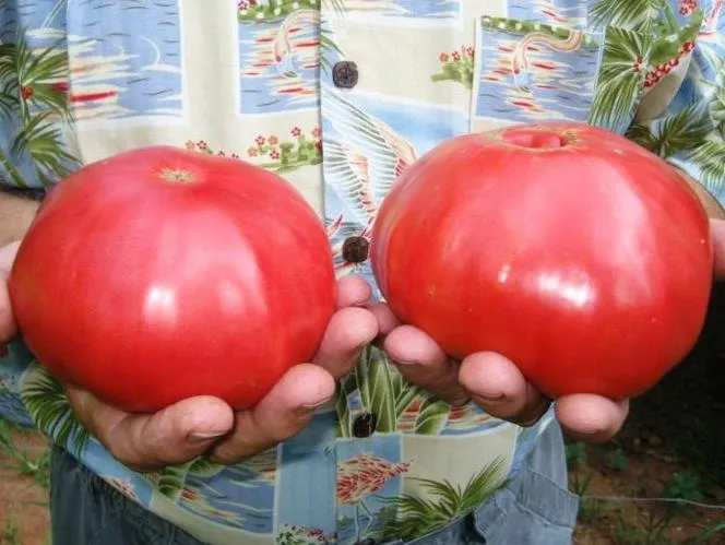 pomidor-malinowy-ozarowski-nasiona