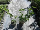 deren-jadalny-aurea-40-60cm-c2