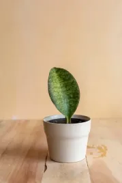sansevieria-trif-masoniana-victoria-wezownica-masona-p12
