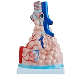 model-pecherzykow-plucnych-z-unaczynieniem-4043-medyczny-eu
