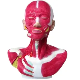 anatomiczny-model-glowy-szyi-i-barku-4045-medyczny-eu
