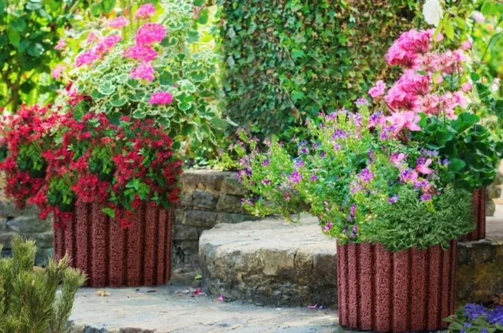 gazon-ogrodowy-moonflor-dm-czerwony-wysokosc-25-m