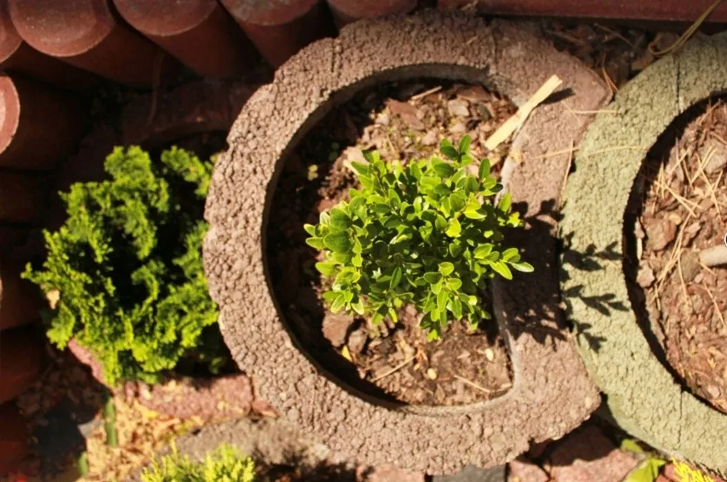 gazon-ogrodowy-moonflor-dm-czerwony