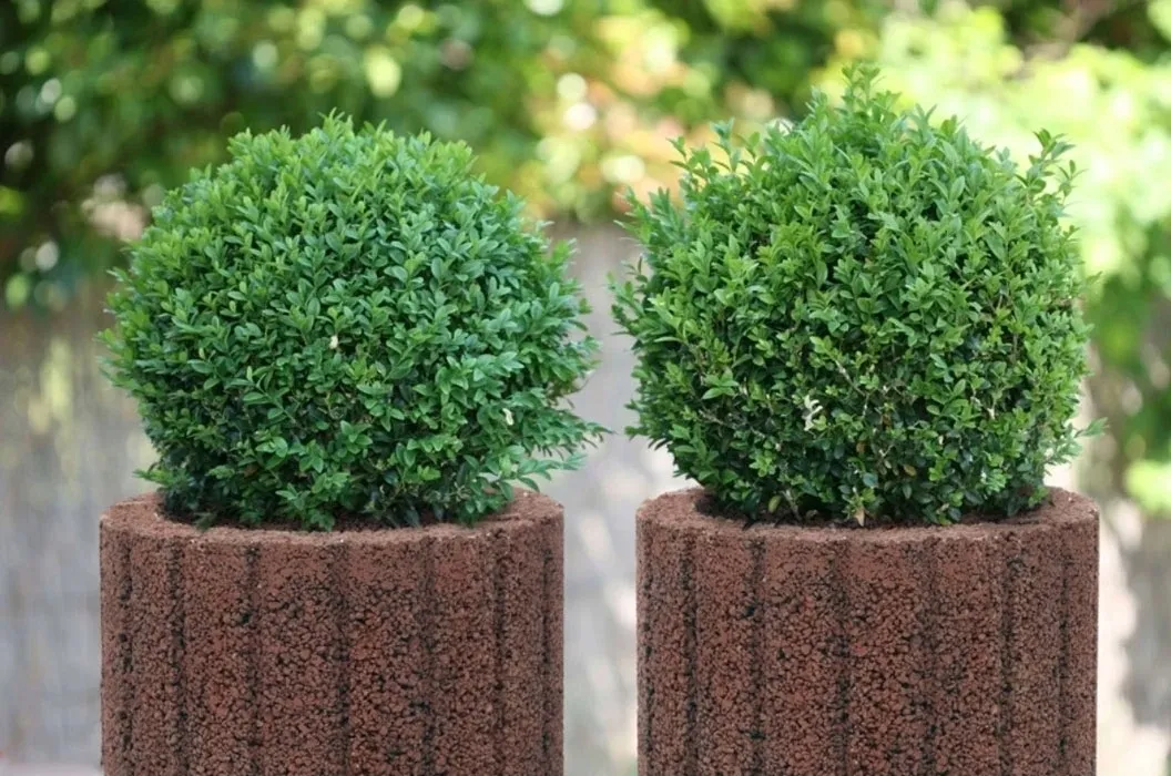 gazon-ogrodowy-moonflor-dm-czerwony