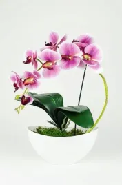 storczyk-panzielony-50-cm