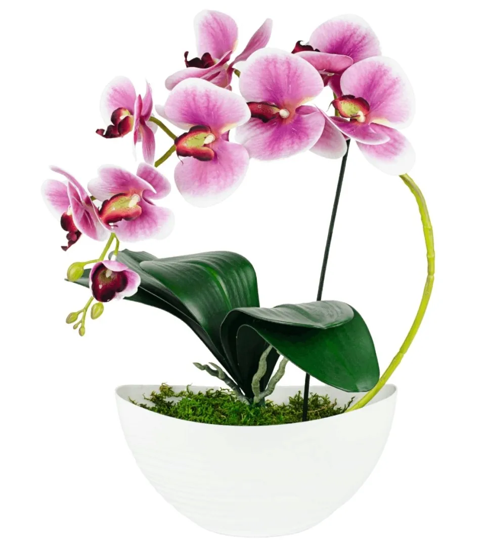 storczyk-panzielony-50-cm-rodzaj-kwiaty-doniczkowe