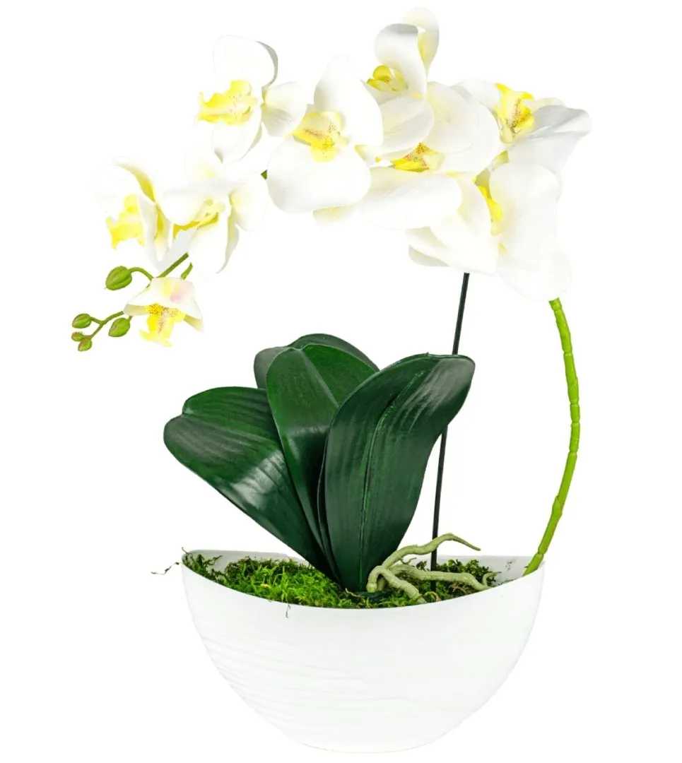 storczyk-panzielony-50-cm