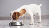 brit-karma-sucha-jagniecina-12-kg-karmy-specjalne-dla-psow-z-alergia
