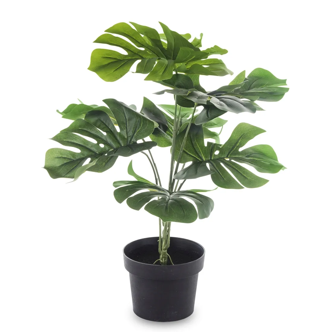 roslina-dekoracyjna-rodzaj-trawy