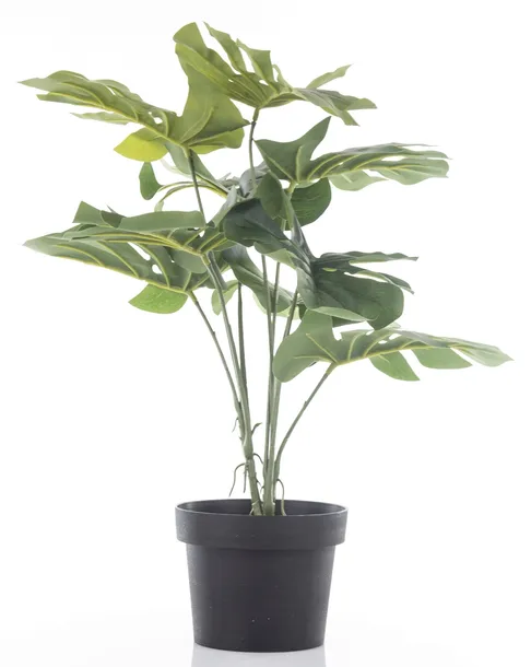 roslina-dekoracyjna-kod-producenta-146395