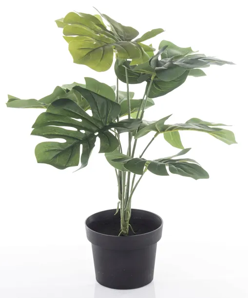 roslina-dekoracyjna-wysokosc-maksymalna-55-cm