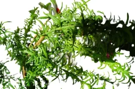 kwiaty-sztuczne-galazka-zielona-46cm