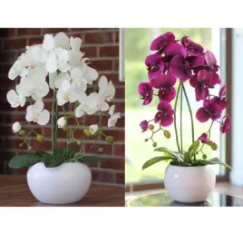 storczyk-w-doniczce-55cm-trzypedowy-mix