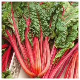 burak-lisciowy-czerwony-rhubarb-chard-nasiona-warzyw