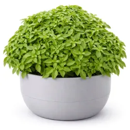 bazylia-wlasciwa-grecka-palla-compatto-nasiona-warzyw-ziol